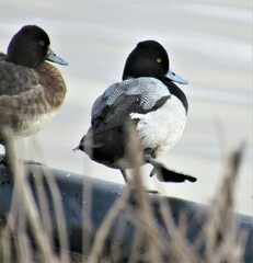 Aythya affinis