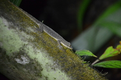 Hemidactylus garnotii