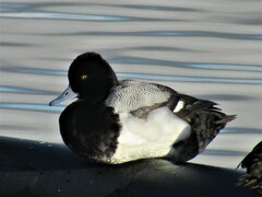 Aythya affinis