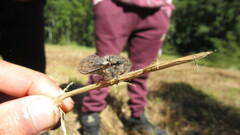 Tettigades ulnaria