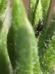 Sericothrips staphylinus