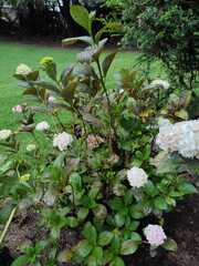 Viburnum macrocephalum
