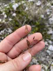 Fimbristylis castanea