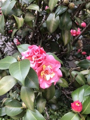Camellia