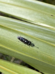 Hermetia sexmaculata