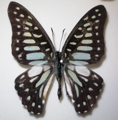 Graphium chironides