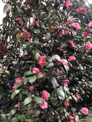 Camellia