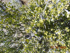 Schaefferia cuneifolia