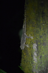 Hemidactylus garnotii