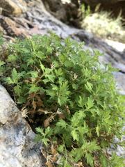Perityle emoryi