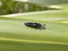 Hermetia sexmaculata