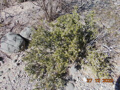 Schaefferia cuneifolia