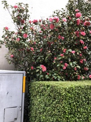 Camellia
