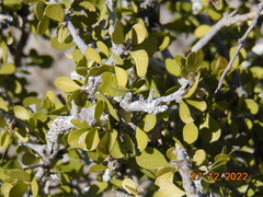 Schaefferia cuneifolia