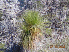 Dasylirion miquihuanense
