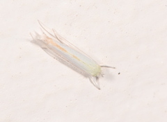 Stegommata sulfuratella