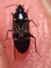 Paramyocara iridescens