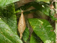 Poecilopachys australasia