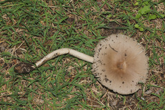 Amanita subvaginata