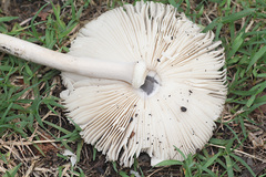 Amanita subvaginata