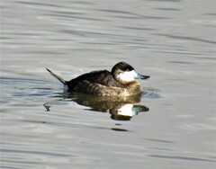 Oxyura jamaicensis