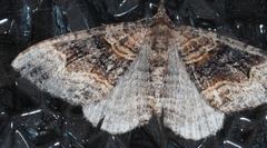 Epyaxa subidaria