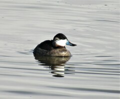 Oxyura jamaicensis