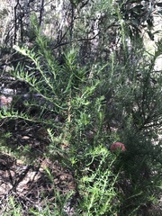 Cassinia aculeata