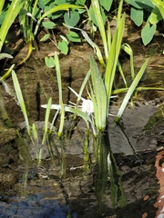 Hymenocallis