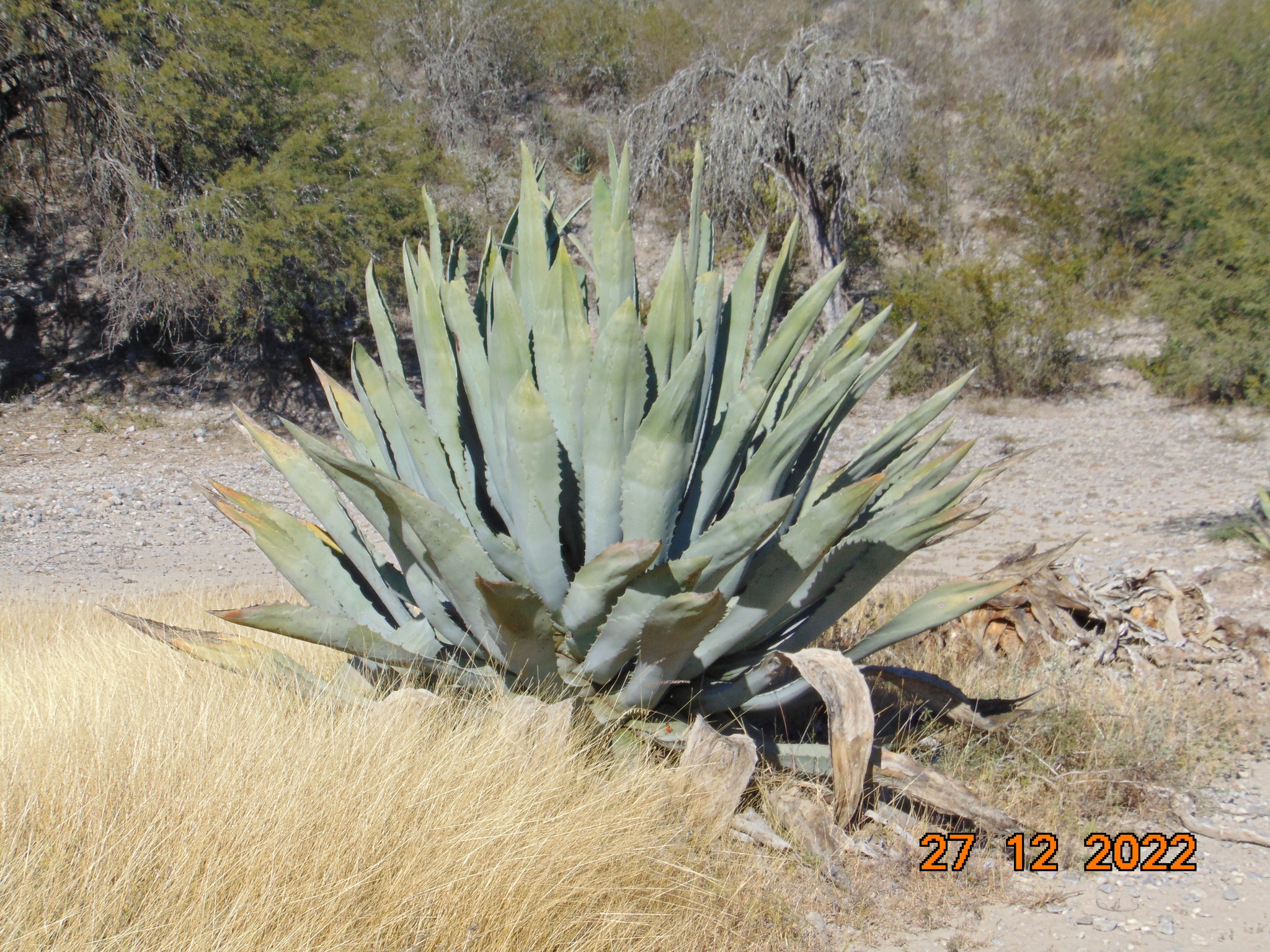Agave americana var. expansa