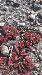 Euphorbia densiflora