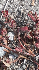 Euphorbia densiflora