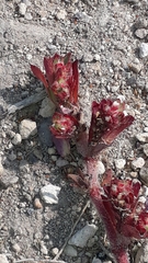 Euphorbia densiflora