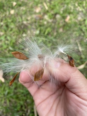 Asclepias curassavica