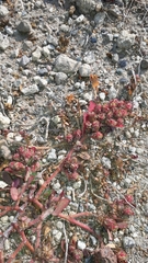 Euphorbia densiflora
