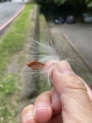 Asclepias curassavica