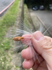 Asclepias curassavica