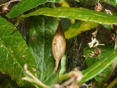 Poecilopachys australasia