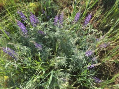 Lupinus albifrons