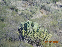 Myrtillocactus geometrizans