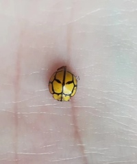 Heteroneda billardieri