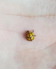 Heteroneda billardieri