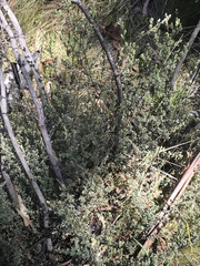 Leptospermum myrtifolium