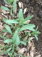 Convolvulus simulans