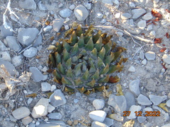 Ariocarpus trigonus