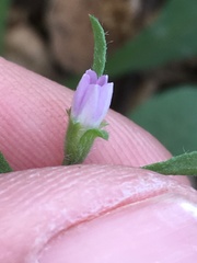 Convolvulus simulans