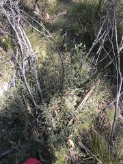 Leptospermum myrtifolium