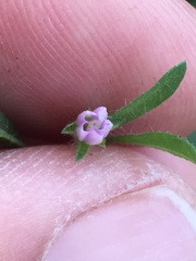 Convolvulus simulans