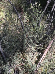 Leptospermum myrtifolium