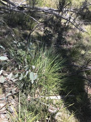 Gahnia subaequiglumis